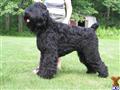 black russian terrier puppy posted by ebonies pride